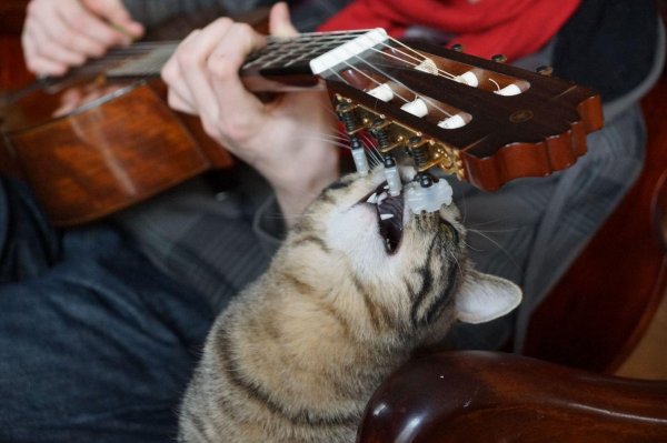 кот гитарист
