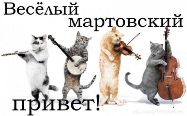 кот музыкант