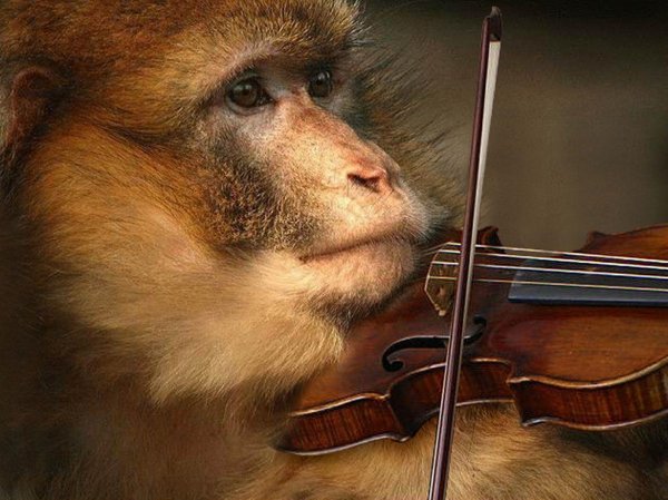 макак магот