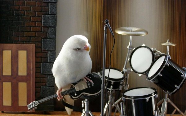 попугай альбинос