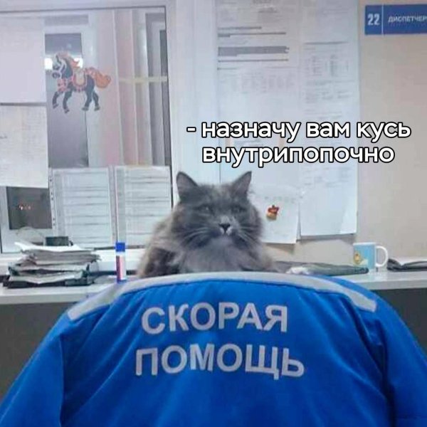 котик доктор