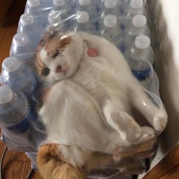 смешной котик