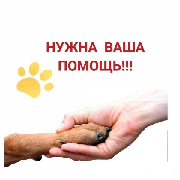 помощь животным
