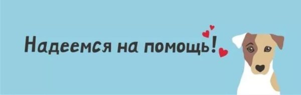 голова собаки