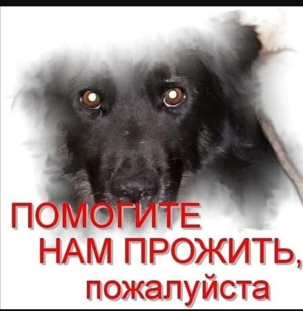 бездомное животное