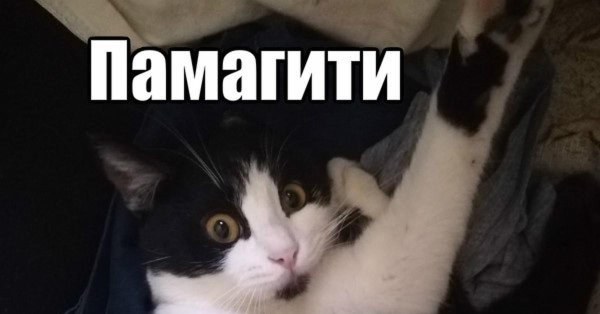 спаси мем котов
