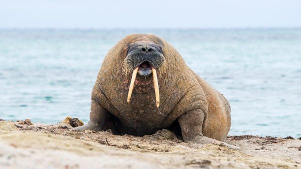 ластоногие моржи