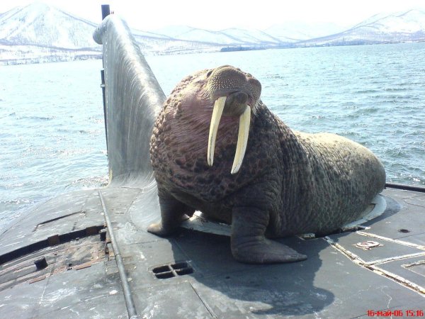 морж на подводной лодке