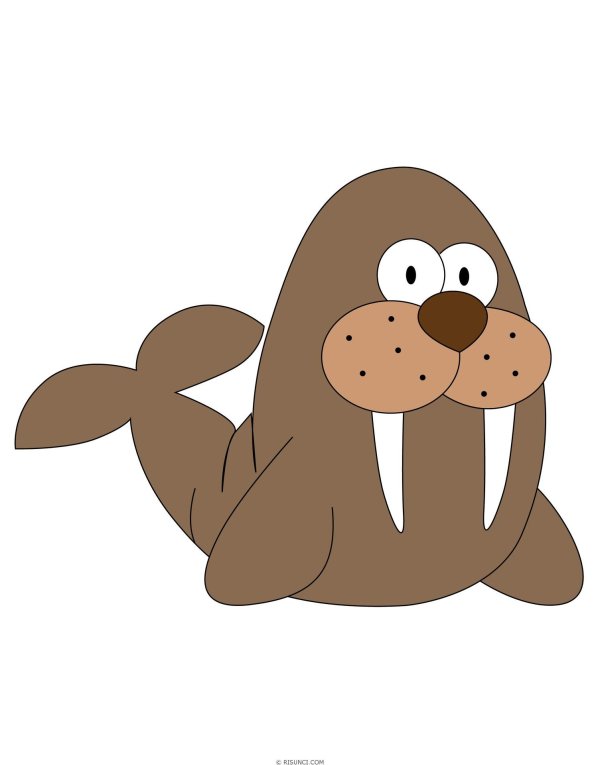 моржи рисунок