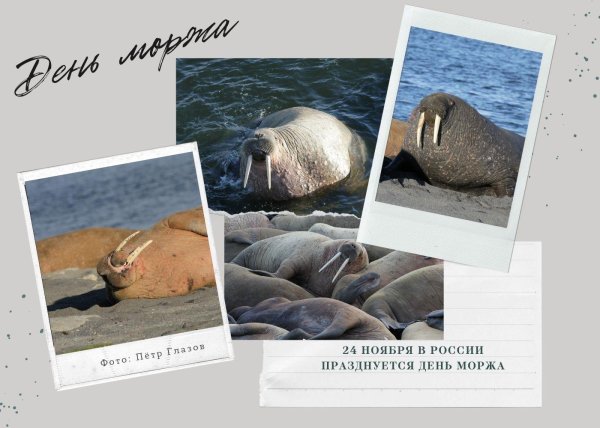 24 ноября праздник