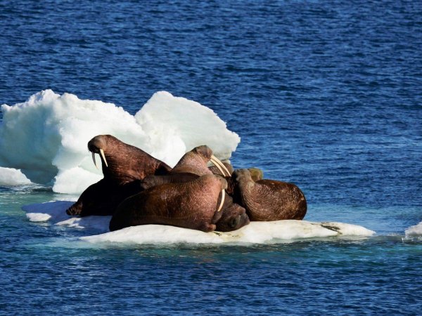 остров врангеля моржи