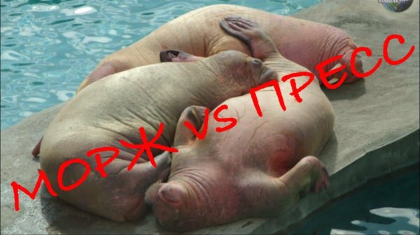 детеныши моржей