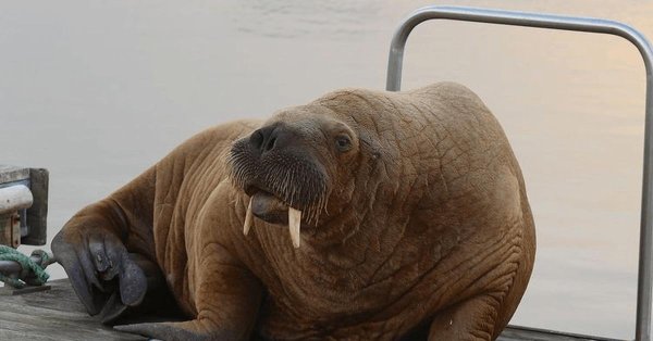 морж животное