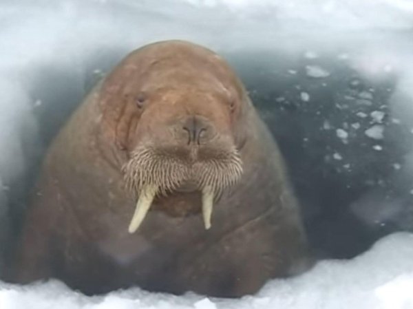 моржи на ямале