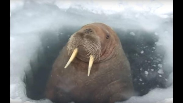 морж лаптевский таймыр