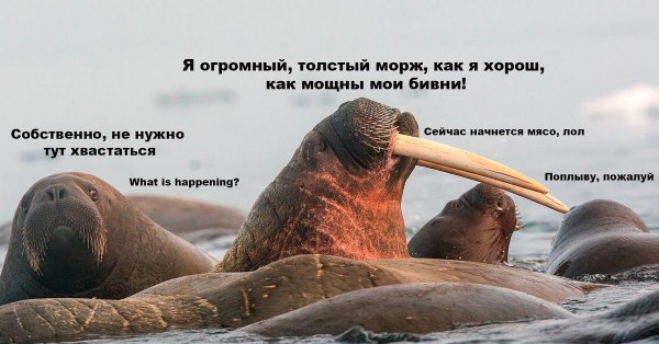 лаптевский морж