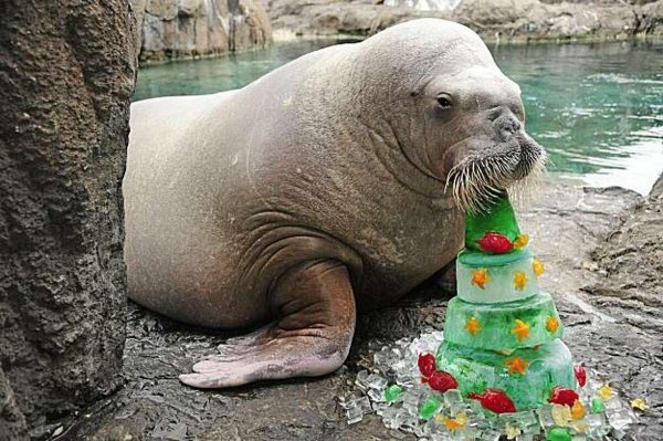 детеныши моржей