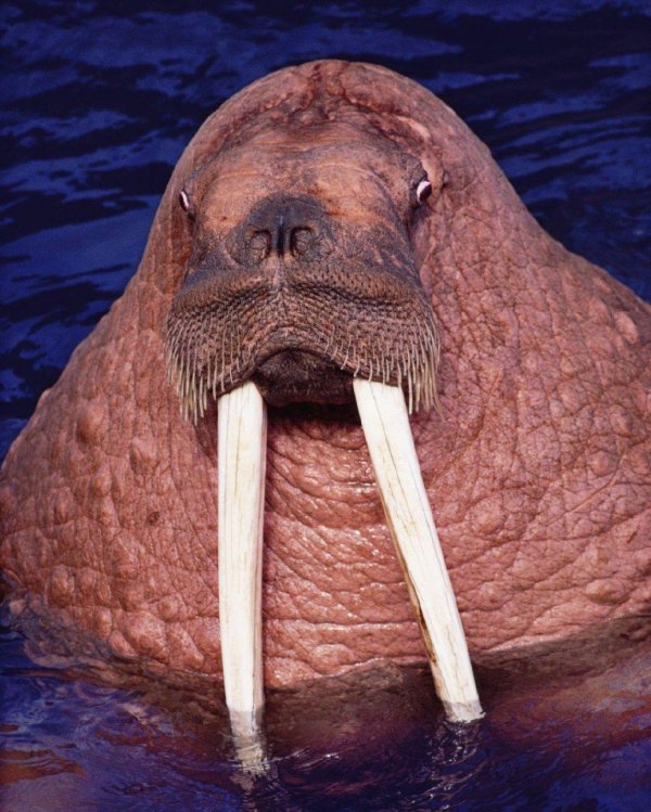 бивень морж