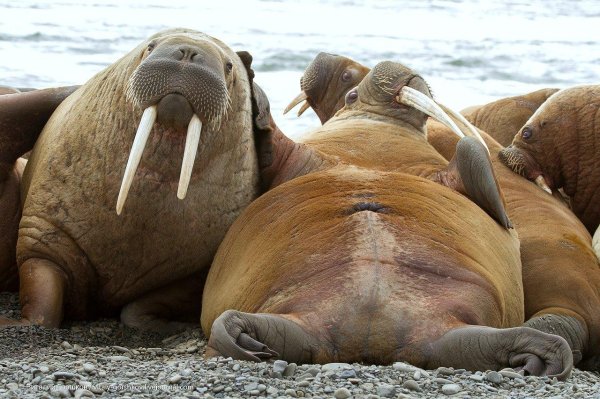 карское море лежбище моржей