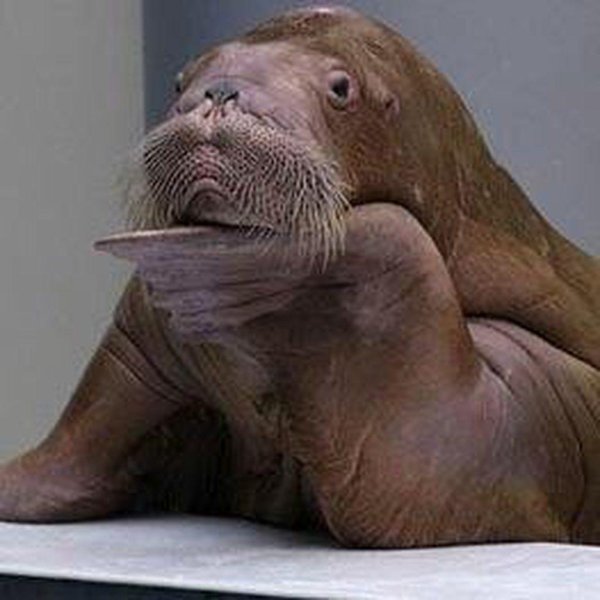 морда моржа