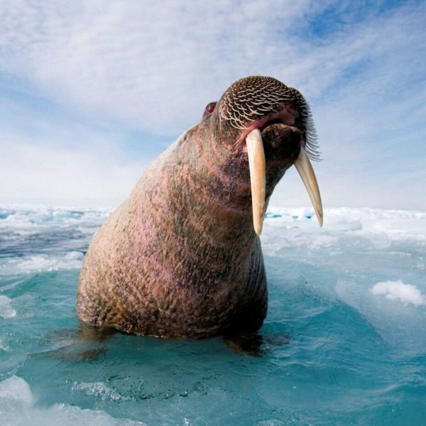 дальневосточный морж
