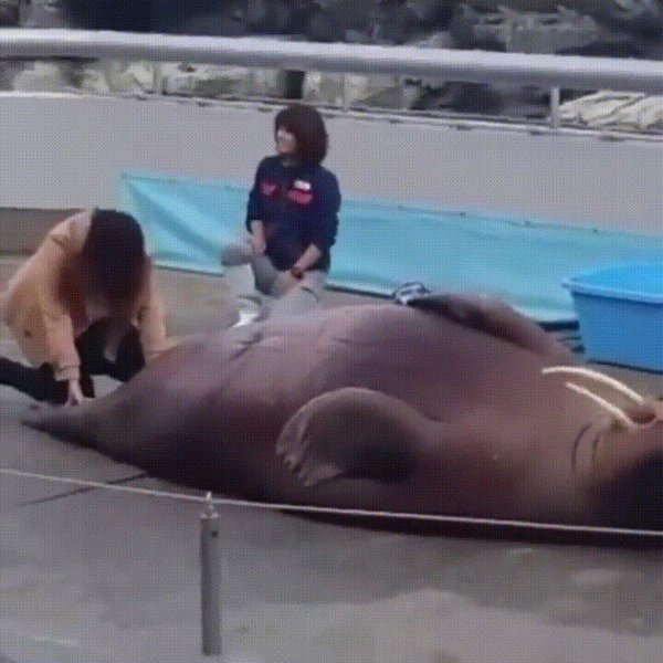 ижевский зоопарк моржи