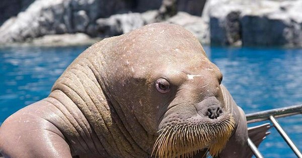 розенбаум морж