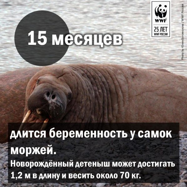 с днем моржа