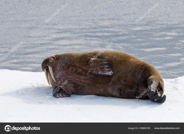морж восточно сибирское море