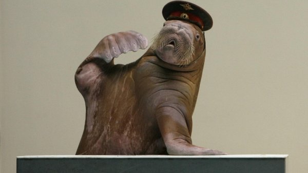 морж прикол