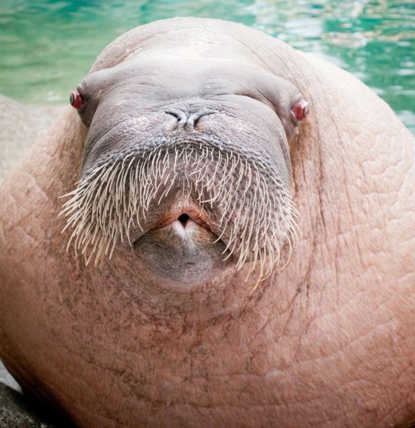 животные похожие на моржа