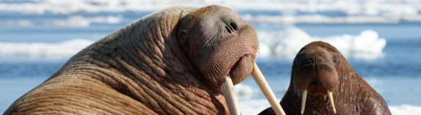 тихоокеанский морж