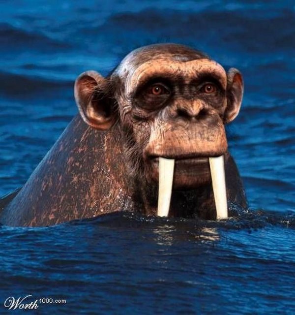 Моржи
