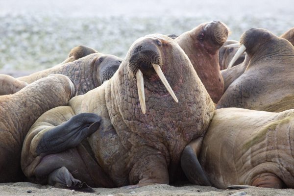 лежбище моржей на острове врангеля