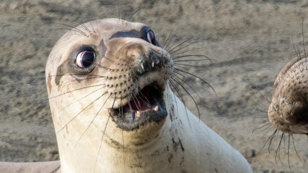 тюлени смешные