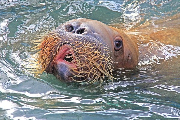 вибриссы моржа