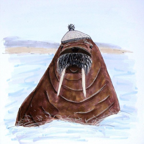 морской морж