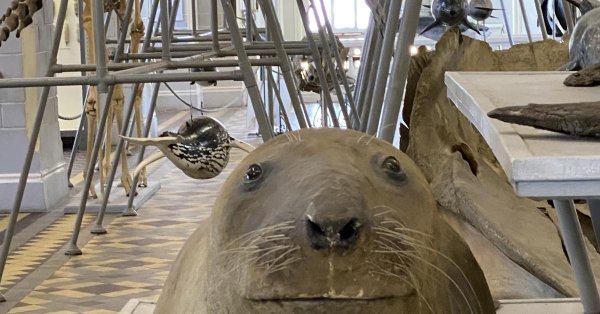 музей зоологического института ран