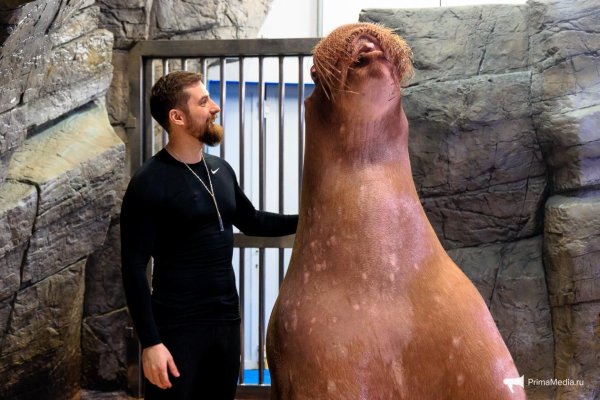 морж из человека