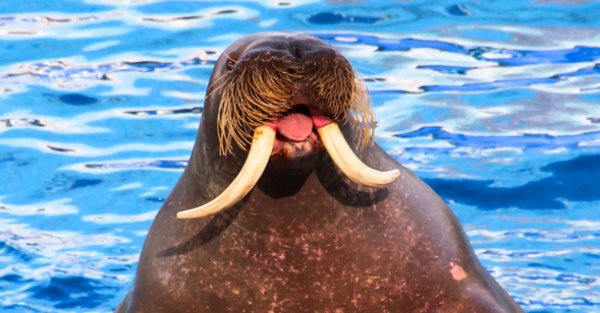 ластоногие моржи