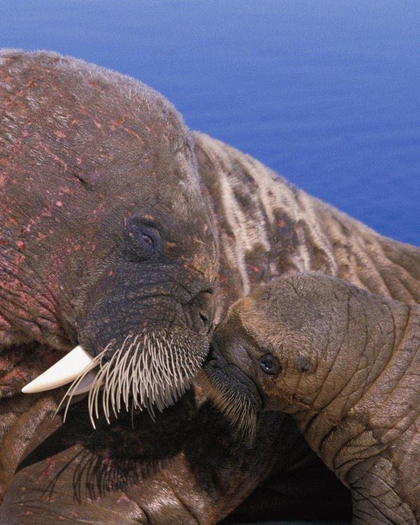 морж с моржонком