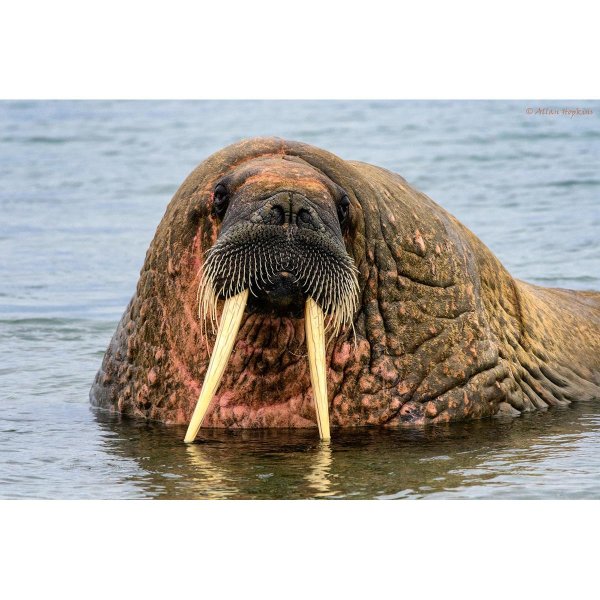 лаптевский морж