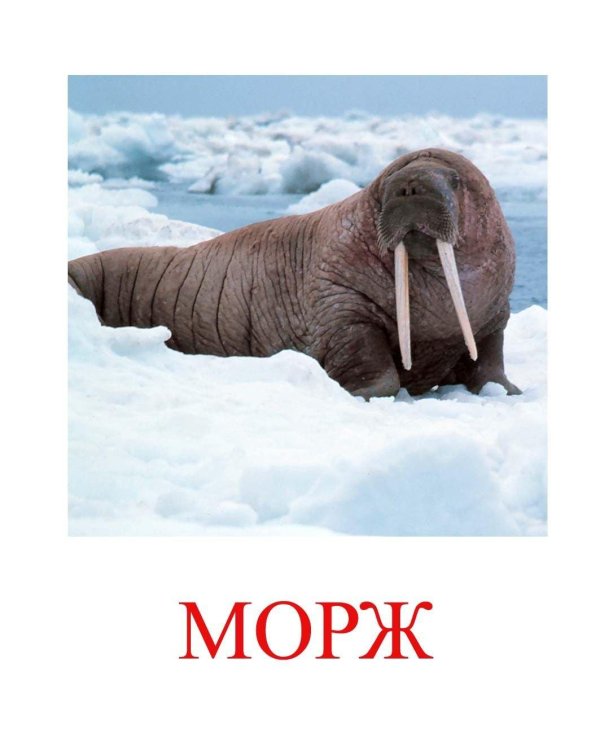 морж живет