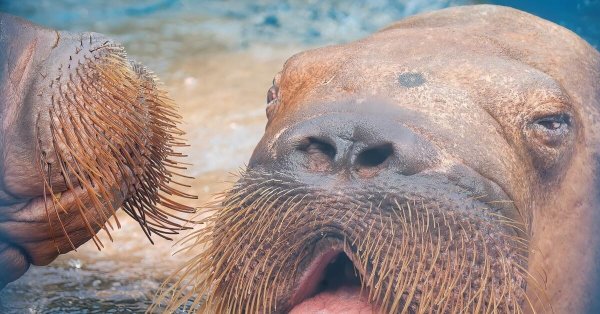 вибриссы моржа