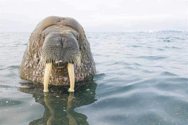 лаптевский морж