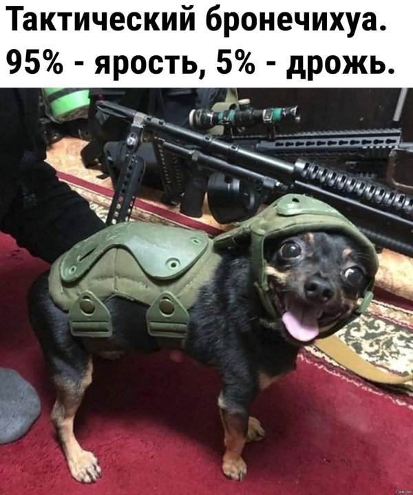 бронечихуа 95 ярость 5 дрожь