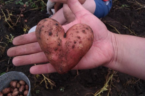 картошка сердечком