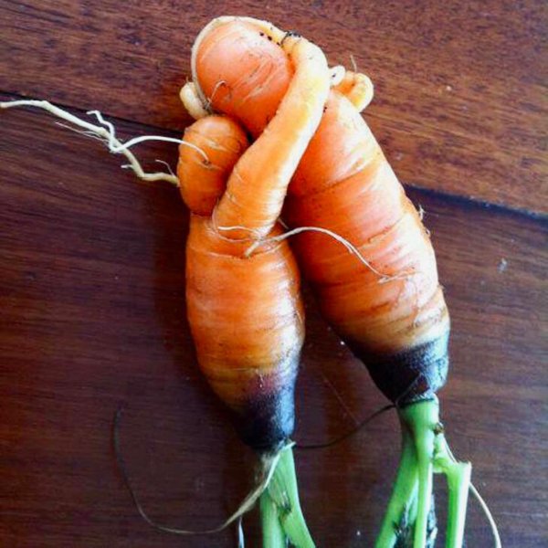 морковка прикол