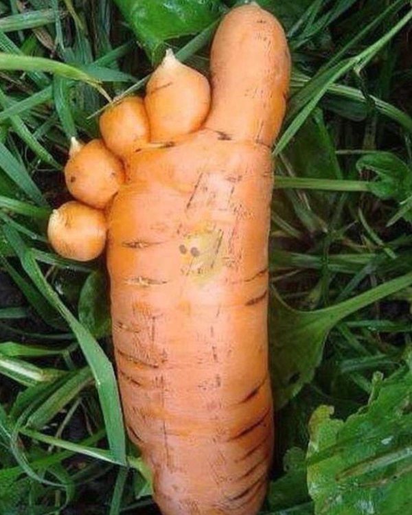 большая морковь