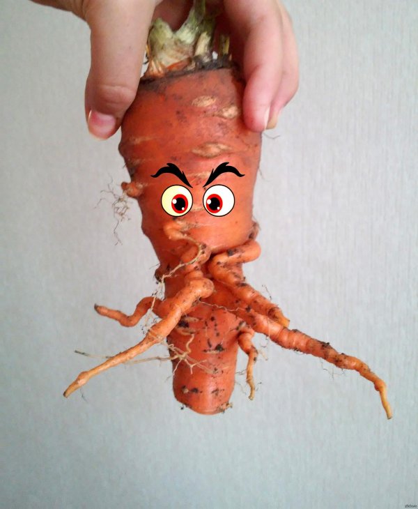 смешная морковь